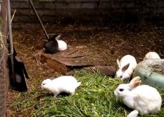 Conejo nacido con deformaciones por la radiación de Fukushima ¿verdadero o falso?