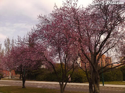 Sakuras floreciendo en el trabajo