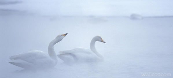 立冬. invierno en Japón. Foto de cisnes del ártico