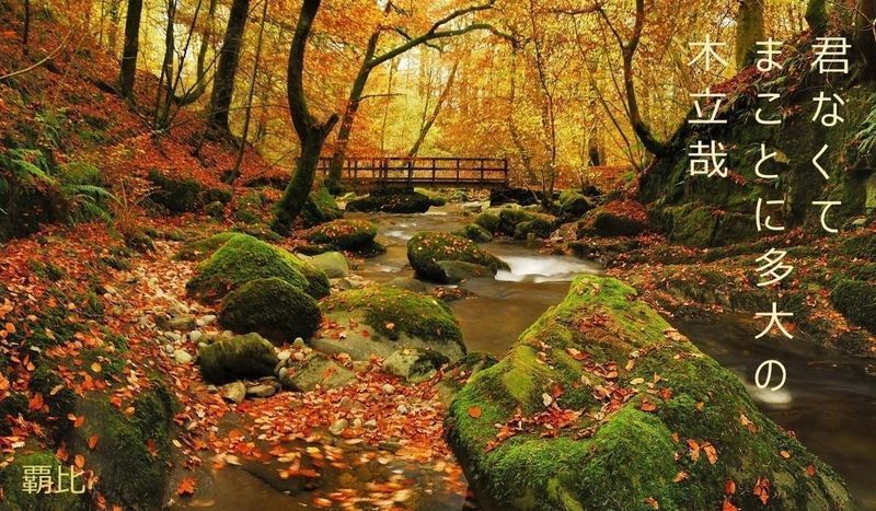 haiku de otoño y bosque. Soledad