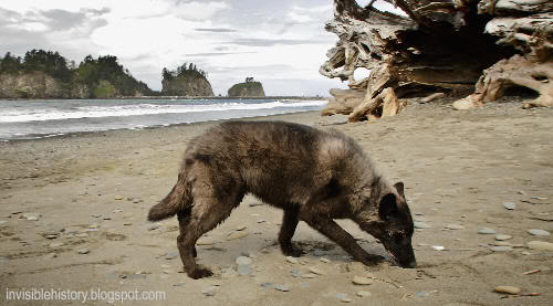 El lobo. Los quileutes. Mitología del noroeste de Estados Unidos