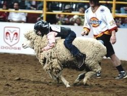Rodeo: prueba de "mutton bustin'" con un niño montado en una oveja