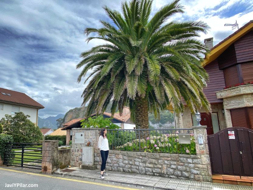 Palmera en una casa de la playa de Santa Marina (Ribadesella, Asturias)
